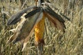 Field corn for wildlife Royalty Free Stock Photo